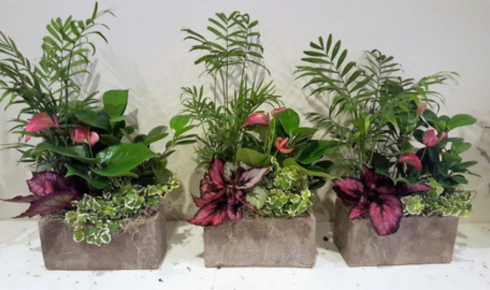 Belmont‑Swansea Businesses Choose Tropical Plant Rentals